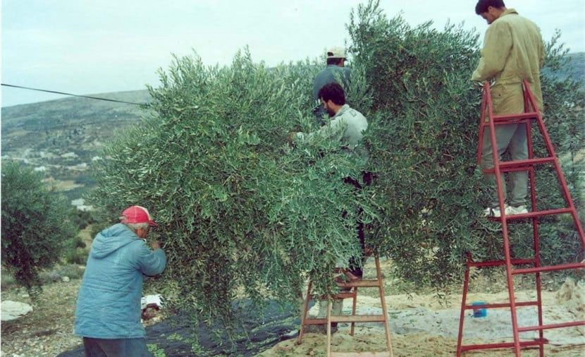 خريبكة.. وفاة ستيني إثر سقوطه من شجرة زيتون بدوار اولاد الشاوي 