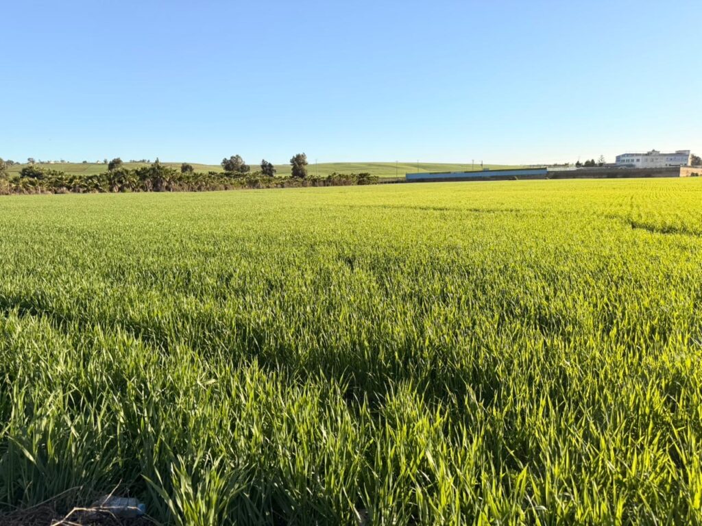 أمطار يناير تعيد الأمل للفلاحين بسطات .. مؤشرات قوية على موسم فلاحي استثنائي 