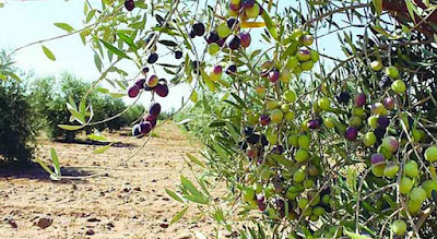 موسم الزيتون يُنعش الاقتصاد القروي في بني ملال-خنيفرة 